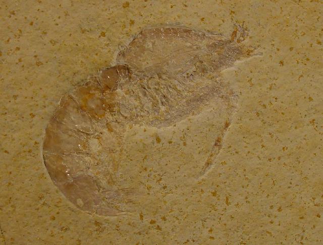 Eystaettia intermedius (OPPEL 1839) - Bild © FossNet FossilienStore